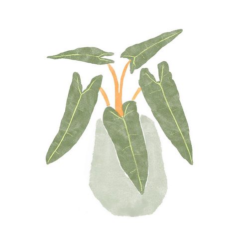 Philodendron Billietiae II