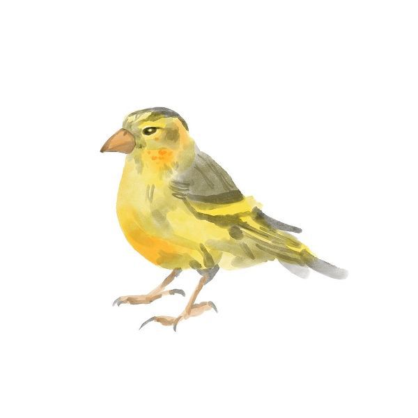 Songbird  I