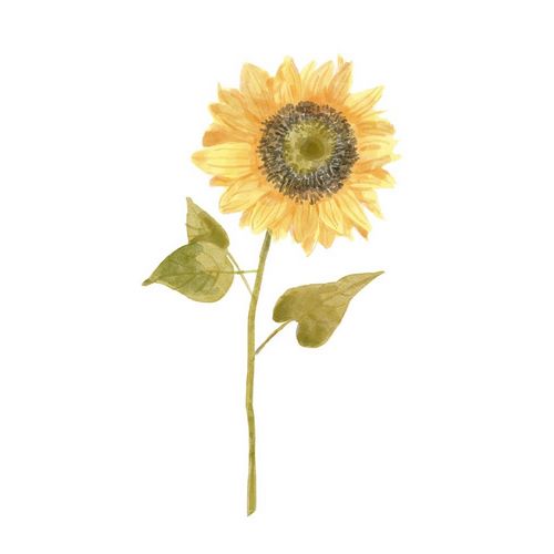 Single  Sunflower portrait I