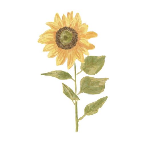 Single  Sunflower portrait II
