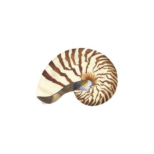 Oceanum Shells white III-Nautilus