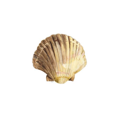 Oceanum Shells white V-Scallop