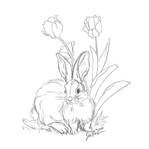 Bunny  Sketch Tulip