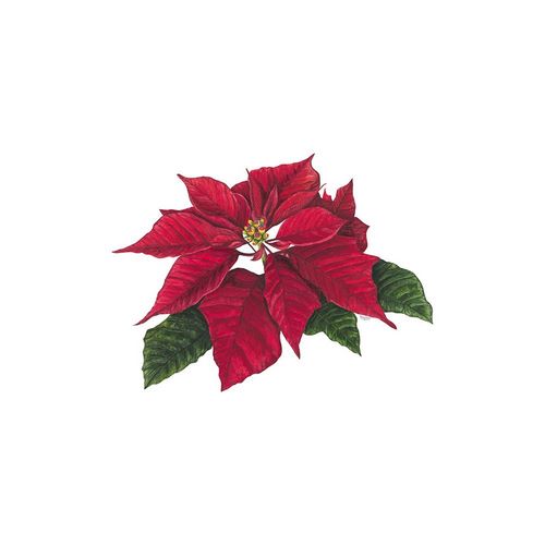 Reed, Tara 아티스트의 Home for the Holidays icon XI-Poinsetta 2 작품