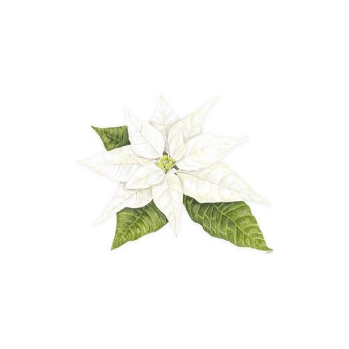 Reed, Tara 아티스트의 Home for the Holidays icon XIV-White Poinsetta 2 작품