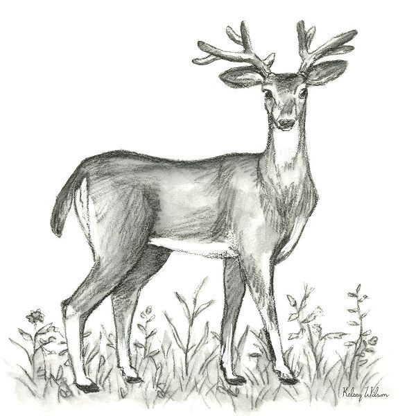 Wilson, Kelsey 아티스트의 Watercolor Pencil Forest XI-Deer 2 작품