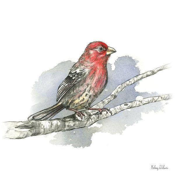 Wilson, Kelsey 아티스트의 Birds And Branches IV-House Finch 작품
