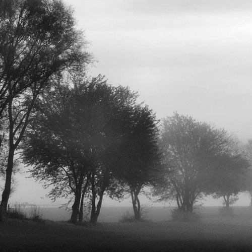 Fog Through the Trees I