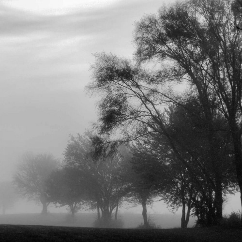 Fog Through the Trees II