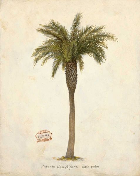Date Palm Illustration 혻혻혻혻혻혻혻혻혻혻혻혻혻혻