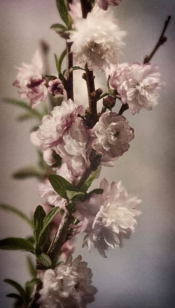 Blossoming Almond 1