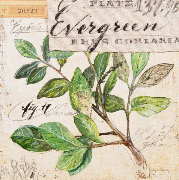 Evergreen Branch-Sketchbook