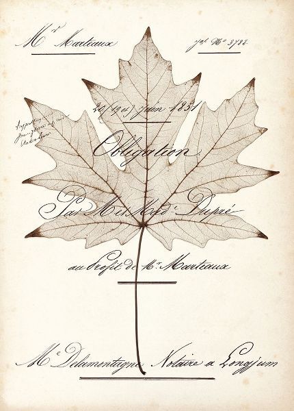 Maple Document