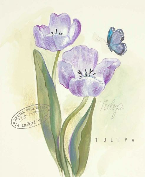 Claires Garden Tulip