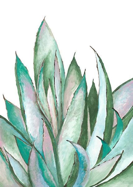 Aloe Succulent