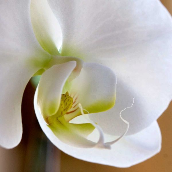 Ivory Orchid