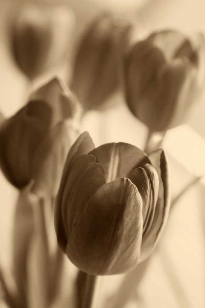 Illuminated Tulips 1