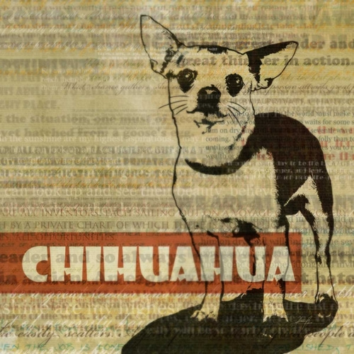 Chihuahua Sketch
