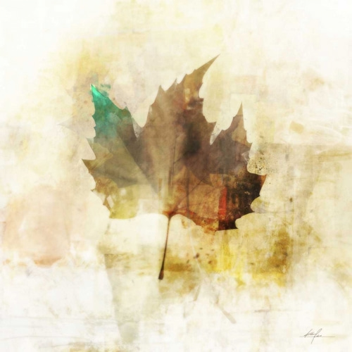 Falling Maple Leaf 1