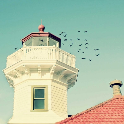 Lighthouse Birds