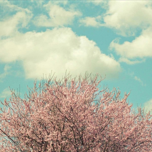 Vintage Cherry Blossoms