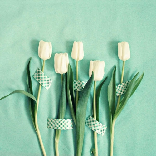 White Tulips Taped