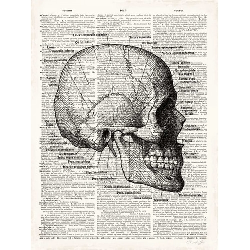 Vintage Anatomy Skull