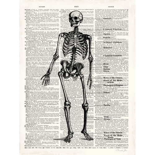 Vintage Anatomy Skeleton