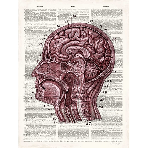 Vintage Anatomy Brain