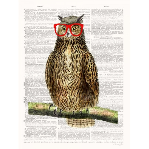 Studious Owl