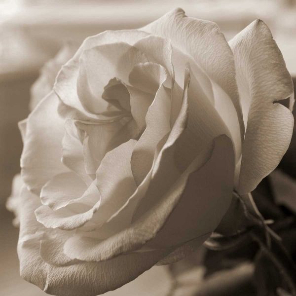 Sepia Rose 1