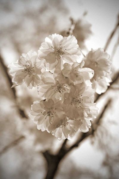 Blossom Twig 2