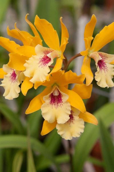 Golden Orchids