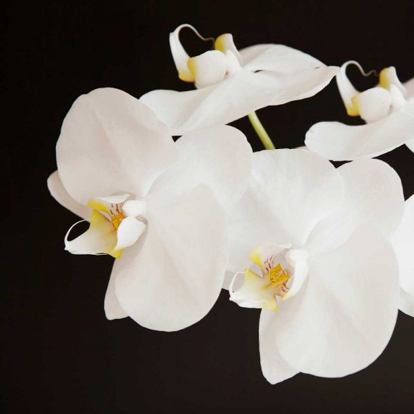 Dramatic Orchid 2