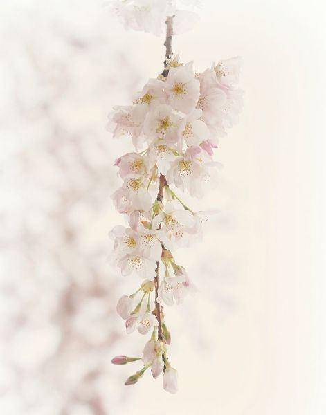 Hanging Blossoms