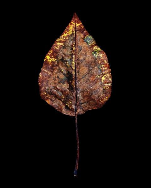 Rustic Leaf 4