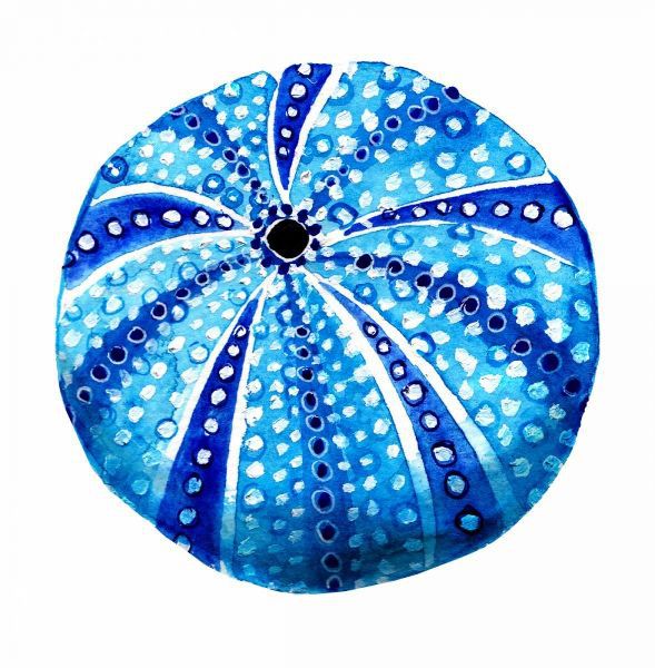 Sea Blue Urchin
