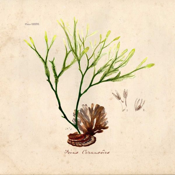 Antique Seaweed 1
