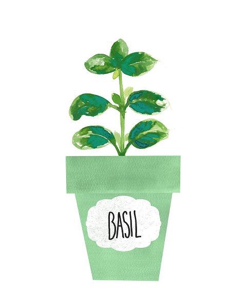 Basil Pot