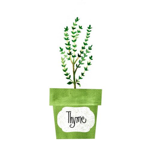 Thyme Pot