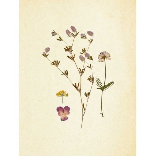 French Herbarium 2