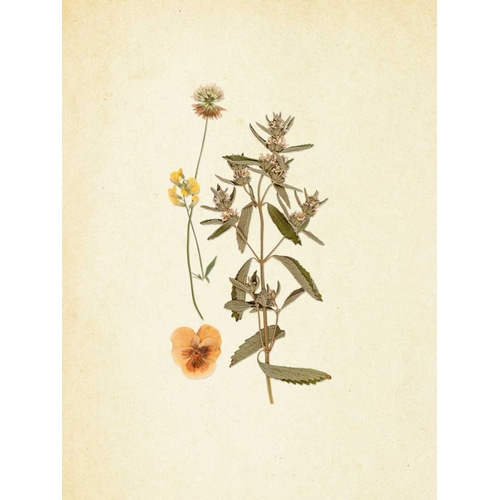 French Herbarium 3
