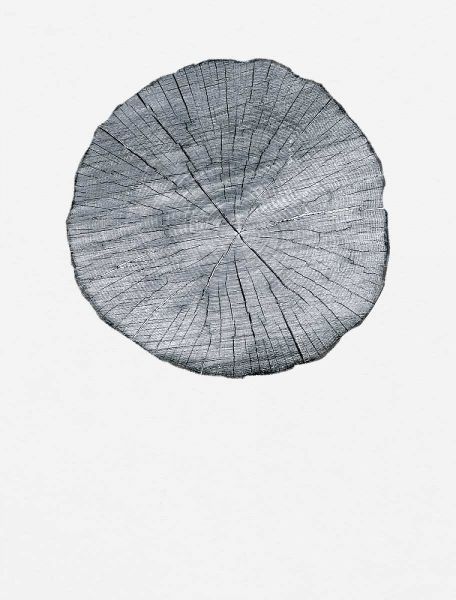 Old Growth Ring Print