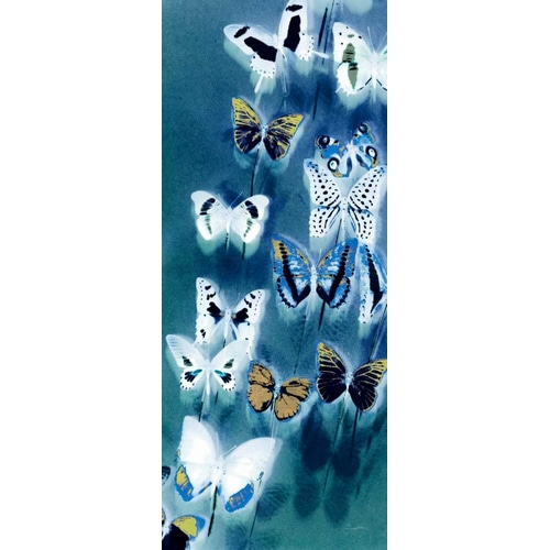 Morccan Blue Butterflies 1