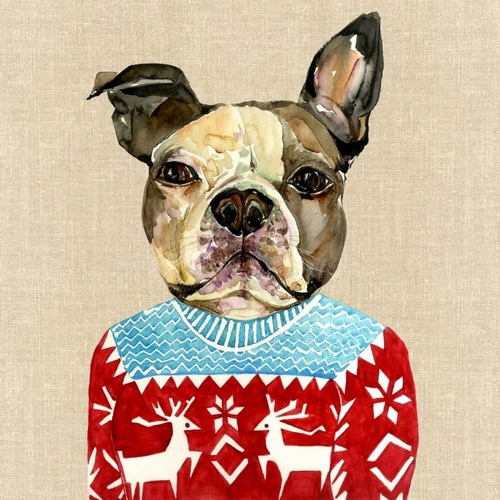 French Bulldog in a Red Sweater