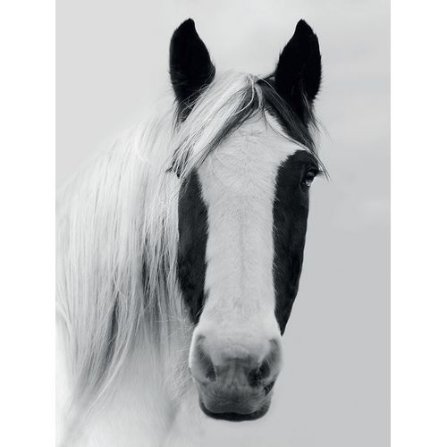 Nordic Horse I