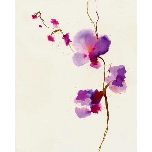 Velvet Orchid