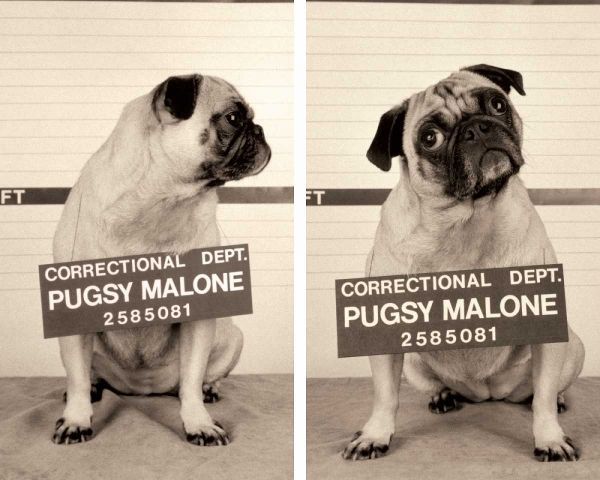 Pugsy Malone