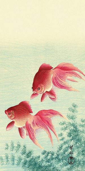 Two Veil Goldfish