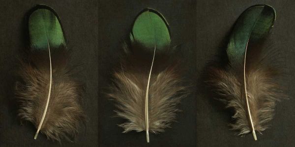 Green Peacock Feather Triptych